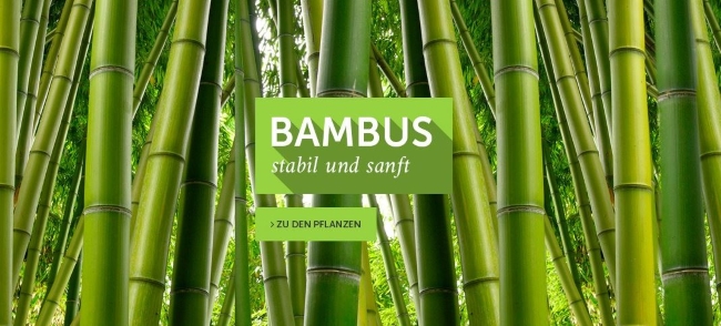 der-palmenmann-bambus